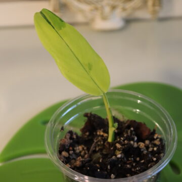 Philodendron Domesticum Variegated