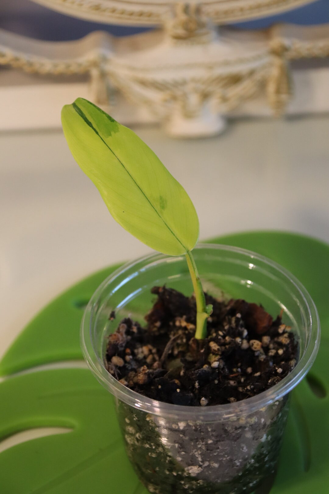 Philodendron Domesticum Variegated