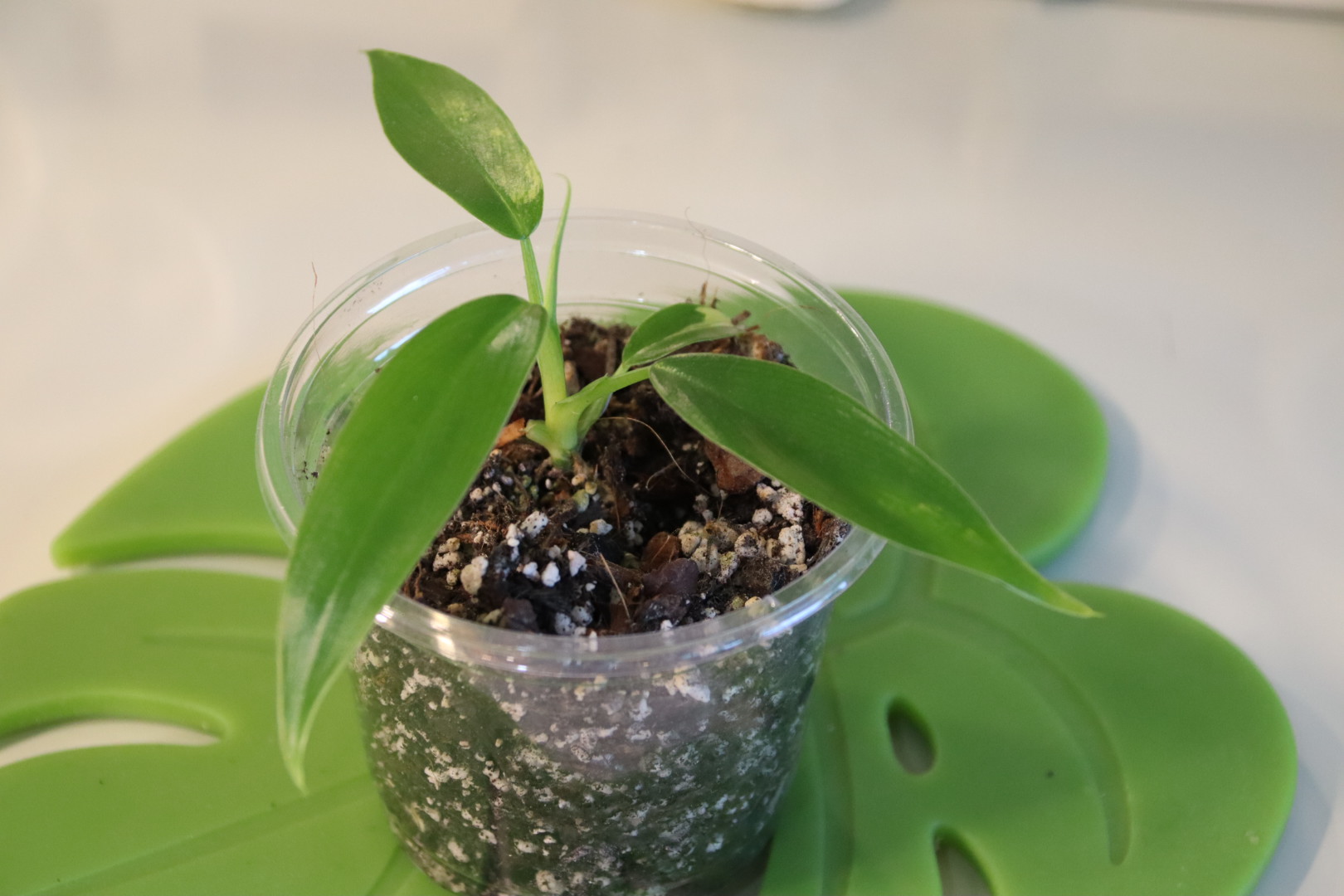 Philodendron Domesticum (Reverted) - Image 5