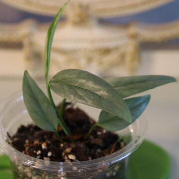 Epipremnum pinnatum ‘Cebu Blue’