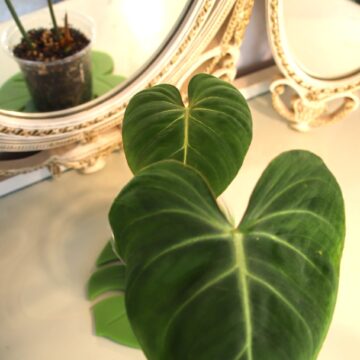 Philodendron Gloriosum