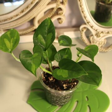 Epipremnum Global Green