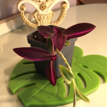 Tradescantia Pallida ‘Pink Stripe’