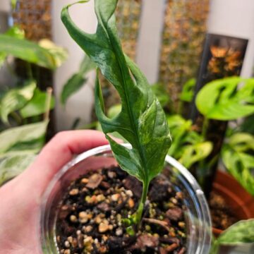 Monstera Adansonii Indonesian Marble