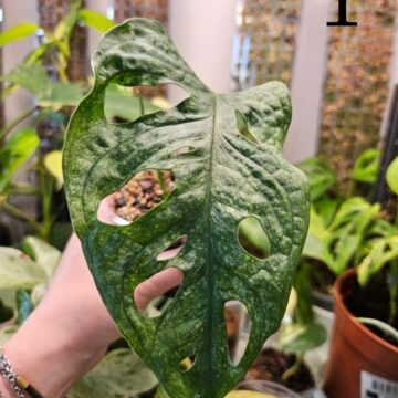 Monstera Adansonii Mint