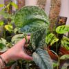 Scindapsus Pictus Exotica detail