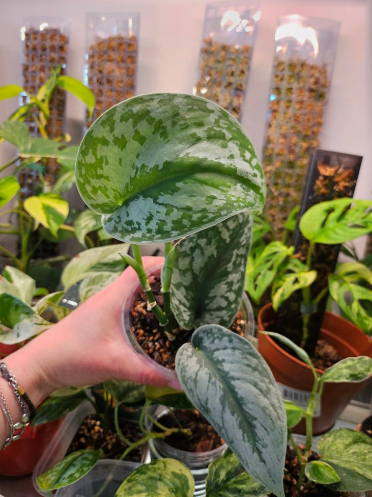 Scindapsus Pictus Exotica detail