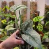 Scindapsus Pictus Exotica main