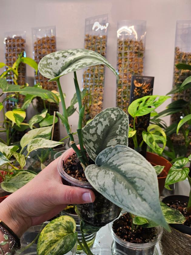 Scindapsus Pictus Exotica main