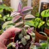 Tradescantia Mundula Lisa main