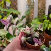 Tradescantia Mundula Lisa close-up