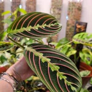 Maranta Leuconeura Fascinator leaf