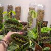 green-monstera-maranta-leuconeura-fascinator-front 20260501 180652